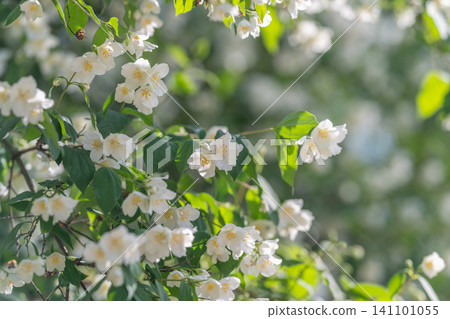 White jasmine blooms on sunlit green shrub White jasmine blooms on sunlit green shrub 141101055