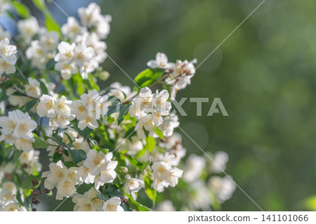 White spring blossoms on leafy shrub with soft green bokeh White spring blossoms on leafy shrub with soft green bokeh 141101066