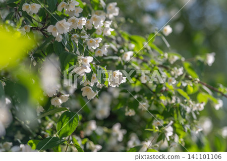 Branch of white jasmine blossoms with green leaves in soft sunlight Branch of white jasmine blossoms with green leaves in soft sunlight 141101106