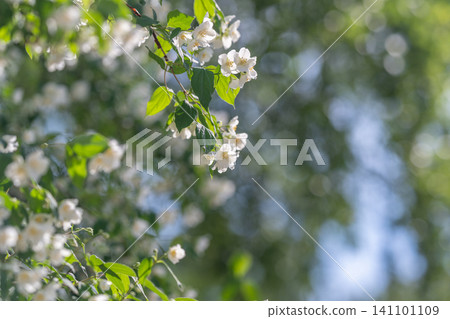 Sunlit jasmine branches with white blossoms and glossy leaves 141101109