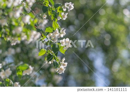 Sunlit white blossom branch with green leaves Sunlit white blossom branch with green leaves 141101111