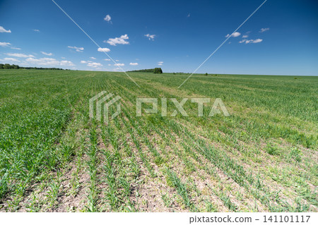 Wide green agricultural field under blue sky with scattered clouds Wide green agricultural field under blue sky with scattered clouds 141101117