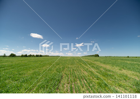 Wide green clover field under bright blue sky with scattered clouds Wide green clover field under bright blue sky with scattered clouds 141101118