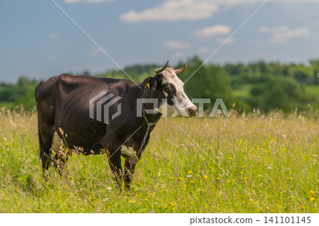 Black and white cow standing in a summer wildflower meadow 141101145