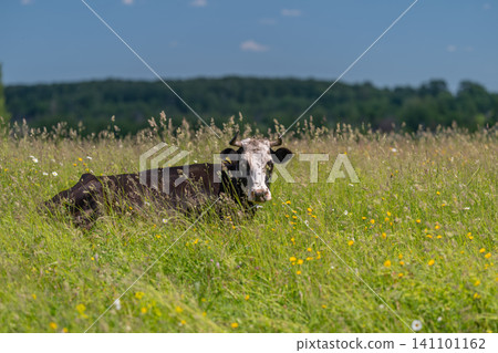 Cow resting in a wildflower meadow under blue sky 141101162