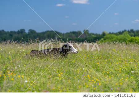Cow resting in a wildflower meadow under a blue summer sky Cow resting in a wildflower meadow under a blue summer sky 141101163