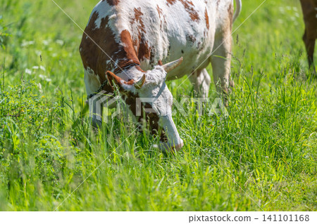 Grazing brown and white cow in sunlit green pasture Grazing brown and white cow in sunlit green pasture 141101168