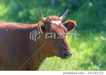 Brown cow portrait with horn and chain in sunlit meadow Brown cow portrait with horn and chain in sunlit meadow 141101173