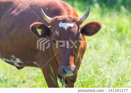Brown cow standing in sunlit grassy meadow Brown cow standing in sunlit grassy meadow 141101177