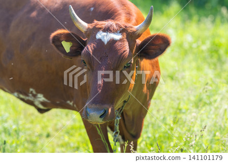 Brown cow grazing in sunlit green pasture Brown cow grazing in sunlit green pasture 141101179
