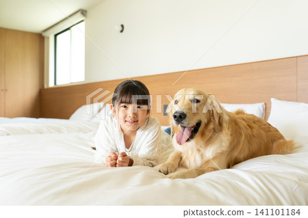 一個女孩面帶微笑,依偎在床上的一隻金毛犬身邊。 一個女孩面帶微笑,依偎在床上的一隻金毛犬身邊。 141101184