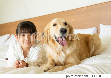 A girl smiles and snuggles up to a golden retriever on a bed. A girl smiles and snuggles up to a golden retriever on a bed. 141101185