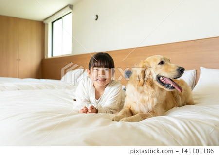 A girl smiles and snuggles up to a golden retriever on a bed. A girl smiles and snuggles up to a golden retriever on a bed. 141101186