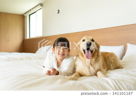 一個女孩面帶微笑,依偎在床上的一隻金毛犬身邊。 一個女孩面帶微笑,依偎在床上的一隻金毛犬身邊。 141101187