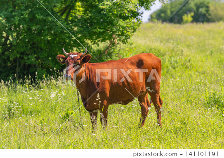 Red calf standing in sunlit green meadow near trees Red calf standing in sunlit green meadow near trees 141101191
