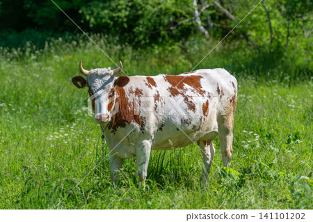 Brown and white cow standing in sunlit green pasture Brown and white cow standing in sunlit green pasture 141101202