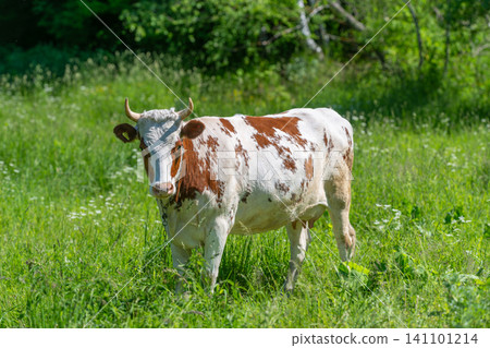 Brown and white cow standing in sunlit green meadow Brown and white cow standing in sunlit green meadow 141101214