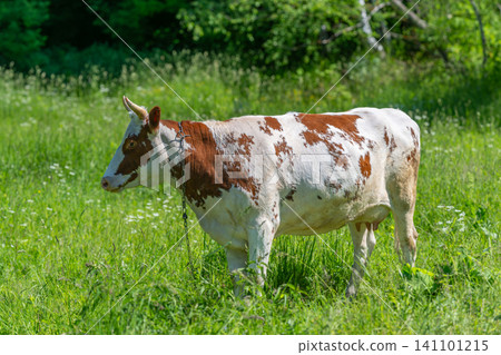 Brown and white cow grazing in sunny green meadow Brown and white cow grazing in sunny green meadow 141101215