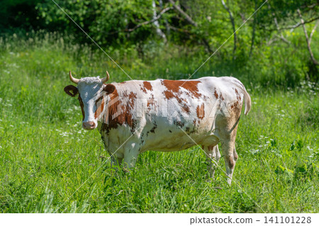 Brown and white cow grazing in sunlit green meadow Brown and white cow grazing in sunlit green meadow 141101228