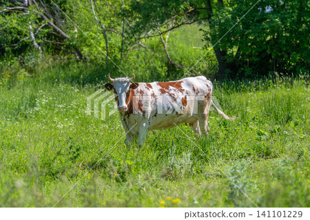 Speckled cow grazing in sunlit green meadow Speckled cow grazing in sunlit green meadow 141101229