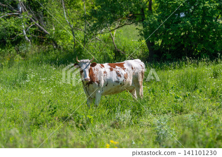 Speckled cow standing in sunlit meadow Speckled cow standing in sunlit meadow 141101230
