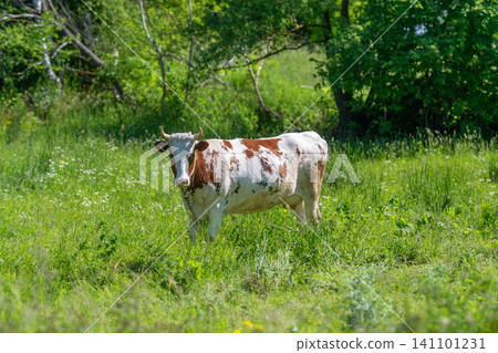 Spotted cow grazing in sunlit green pasture Spotted cow grazing in sunlit green pasture 141101231