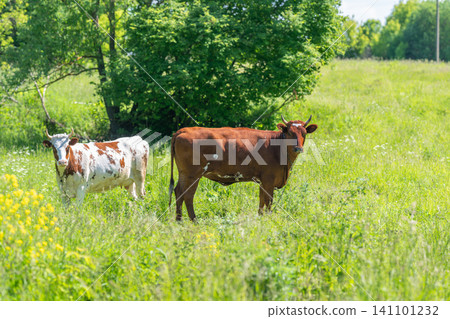 Two young cattle standing in a sunlit green meadow near trees Two young cattle standing in a sunlit green meadow near trees 141101232