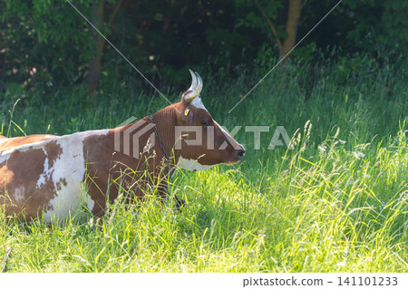 Brown and white cow grazing at meadow edge Brown and white cow grazing at meadow edge 141101233