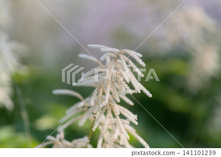 Astilbe blooming in soft green meadow light Astilbe blooming in soft green meadow light 141101239