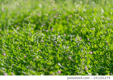Green meadow with clover and small wildflowers in soft sunlight Green meadow with clover and small wildflowers in soft sunlight 141101274