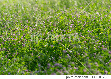 Field of green meadow with small wildflowers 141101280
