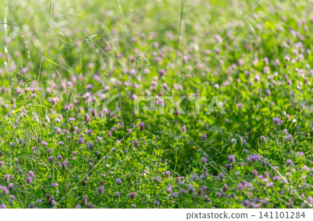 Sunlit meadow of green clover and small purple wildflowers Sunlit meadow of green clover and small purple wildflowers 141101284