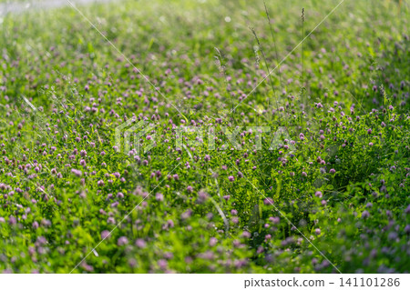 Sunlit meadow with wildflowers and grasses 141101286
