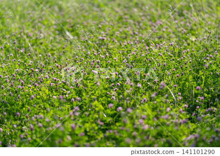 Field of green clover and small wildflowers under soft natural light Field of green clover and small wildflowers under soft natural light 141101290