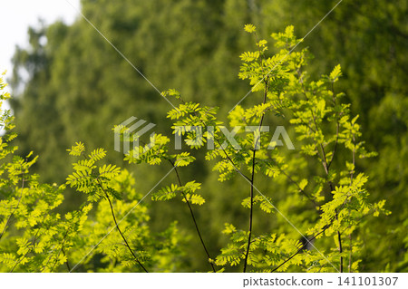 Sunlit green rowan shrub branches with delicate leaves against blurred forest background Sunlit green rowan shrub branches with delicate leaves against blurred forest background 141101307