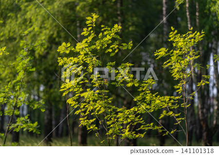 Young rowan sapling with fresh green leaves in a sunlit forest clearing Young rowan sapling with fresh green leaves in a sunlit forest clearing 141101318