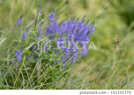 Purple wildflowers in grassy meadow 141101379