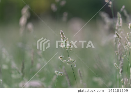 Delicate wild grass seedhead in soft green meadow light 141101399