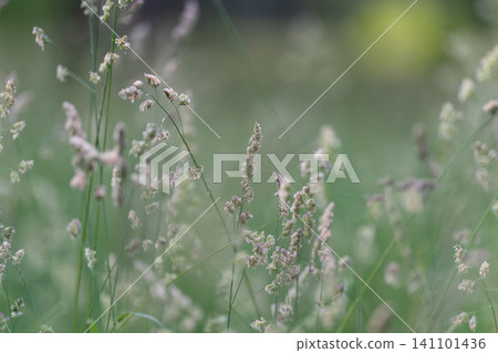 Delicate wild grass seedheads in soft green meadow light Delicate wild grass seedheads in soft green meadow light 141101436
