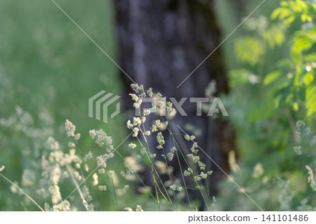 Delicate wild grass seedheads catching sunlight in a green meadow Delicate wild grass seedheads catching sunlight in a green meadow 141101486