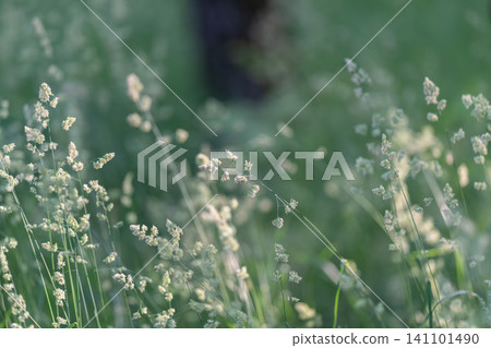 Delicate grass seedheads glowing in soft green meadow light Delicate grass seedheads glowing in soft green meadow light 141101490