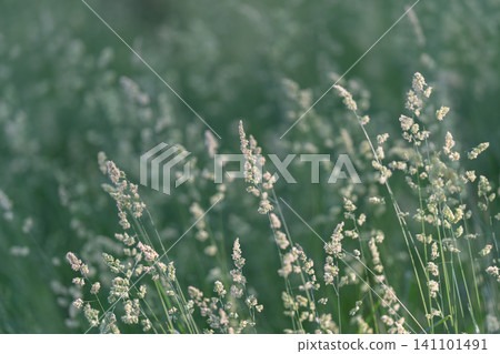 Delicate meadow grasses with soft backlight Delicate meadow grasses with soft backlight 141101491
