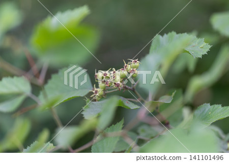 Close-up of green shrub bud cluster among serrated leaves in soft natural light Close-up of green shrub bud cluster among serrated leaves in soft natural light 141101496