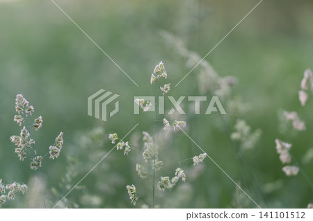 Delicate grass seed heads in soft green meadow Delicate grass seed heads in soft green meadow 141101512