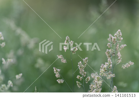 Delicate meadow grass seedheads in soft green bokeh Delicate meadow grass seedheads in soft green bokeh 141101513