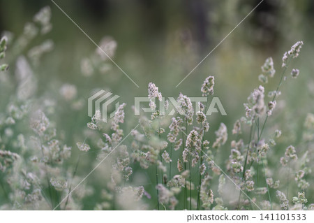 Wild meadow grasses with delicate seed heads in soft natural light 141101533