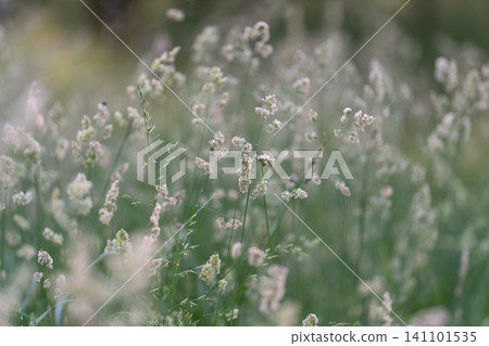 Soft-focused meadow of delicate white wildflowers and grasses 141101535