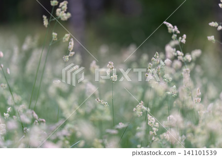 Delicate meadow grasses with white seedheads in soft natural light 141101539