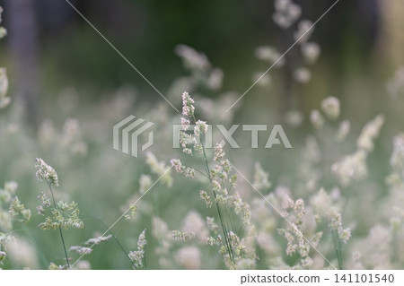 Soft meadow grass with delicate white seed heads in shallow focus 141101540