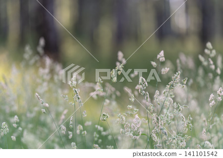 Delicate meadow grasses in soft forest light Delicate meadow grasses in soft forest light 141101542